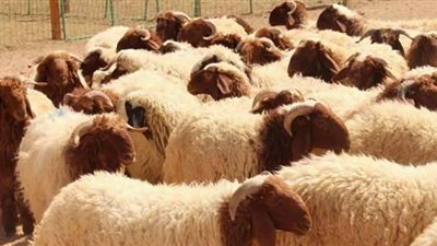 تنفيذ مشروعات تربية أغنام للشباب بقرية البشندي في الوادي الجديد