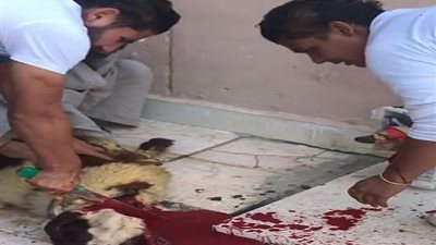فيديو.. لاعب الداخلية يذبح خروف العيد