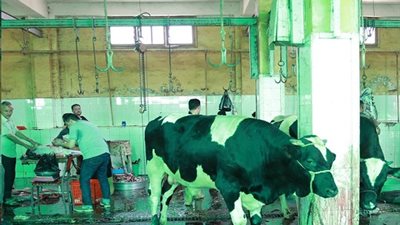 مدير مجازر كفر الشيخ لـ