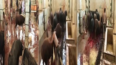 فيديو.. مجزرة بشعة..  تذبح العجول طريقة غير إنسانية 
