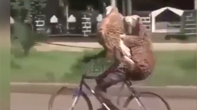 فيديو.. في  مصر وبس.. خروفان يتقاسمان دراجة هوائية مع شاب