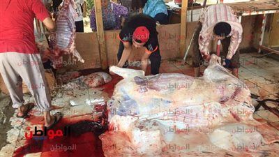 لليوم الثالث على التوالي .. وزارة الأوقاف تشرف على عمليات ذبح الأضاحي