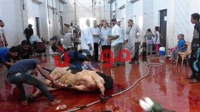 صور.. الوادي الجديد تواصل ذبح الأضاحي وتوزيعها على الفقراء