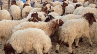 وزارة الأوقاف تسجل رقمًا غير مسبوق في بيع صكوك الأضاحي