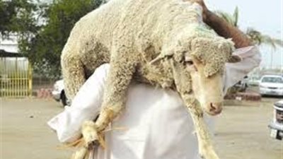 ليس للأضحية فقط .. أشهر 6 كباش في العالم