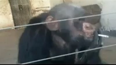 شاهد.. قرد لا تفارق السيجارة يده