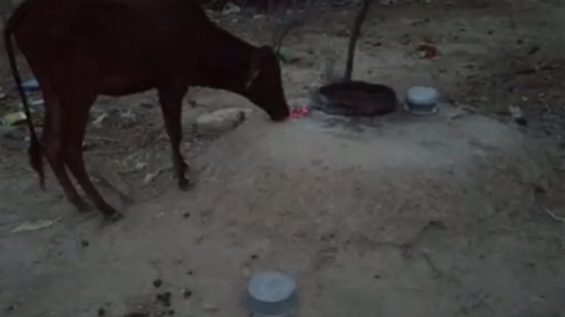 فيديو| بقرة غريبة