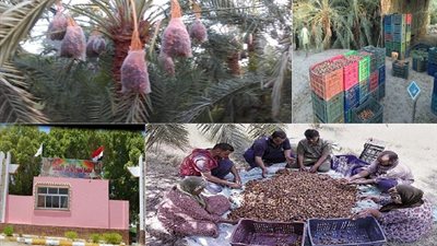 صور.. شوارع الوادي الجديد تتحول إلى كرنفالات لـ 