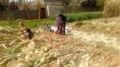 حصاد 145 ألف 600 فدان من الذرة الشامية وإزالة 3 فدان من الأرز المخالف بـ المنوفية