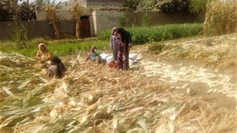 موسم حصاد الذرة الشامية-المنوفية