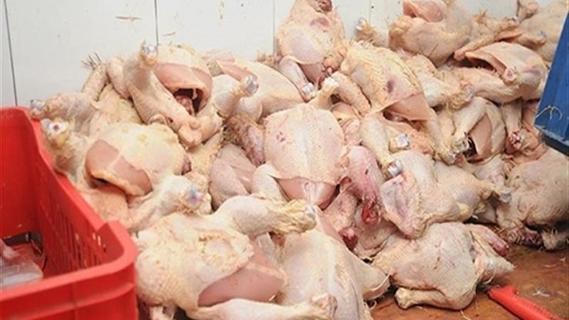 دواجن غير صالحة للاستخدام