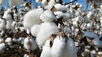 تعرف على سعر القطن في الأسواق اليوم