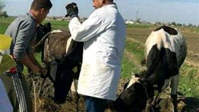 قوافل بيطرية للحفاظ علي الثروة الحيوانية بـ البحيرة 