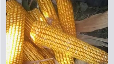 زراعة بنى سويف لـ