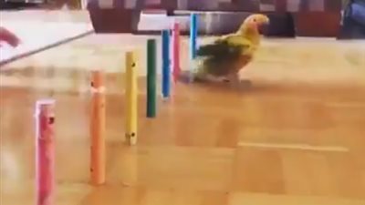 شاب يعلم الببغاء المشي.. لن تتخيل ماذا حدث له!