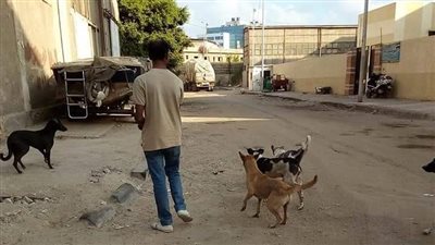 صور.. رئيس حي الجمرك يكثف من حملات القضاء علي الكلاب الضالة