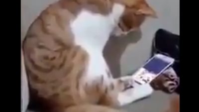 شاهد.. ماذا فعل هذا القط عند رؤيته لصاحبه المتوفي !