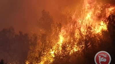 فيديو.. اندلاع النيران في محمية عين الفشخة وقوات لاحتلال تعتقل 3 فلسطينيين