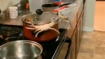 شاهد| وقت هروب كابوريا بطريقة ذكية من إناء طهي
