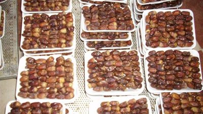 وفد روسي يتفقد مزارع البلح النموذجية بالوادي الجديد