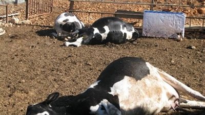 15 سبتمبر ...إطلاق الحملة القومية للتحصين ضد الحمى القلاعية بالوادي الجديد