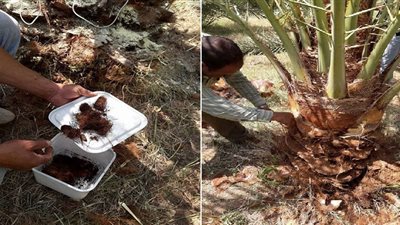 صور.. الزراعة تعلن عن ظهور إصابة بايدز النخيل في الخارجة 