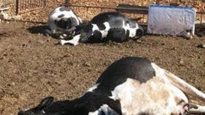 بيطري الوادي الجديد يشن حملة مكبرة للقضاء على الحمة القلاعية والوادي المتصدع
