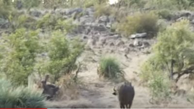 شاهد.. جاموسة في موقف بطولي .. انقذت فيل صغير من بين فك أسد !