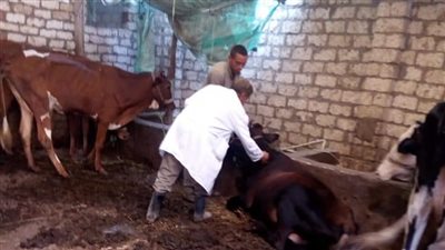 صور .. قافلة طبية بيطرية لتحصين المواشى ضد الحمى القلاعية في بني سويف