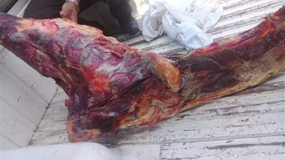 في حملة لـ مديرية الطب البيطري.. ضبط لحوم فاسدة بالغربية