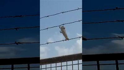  شاهد حرباء تصطاد حشرة بطريقة ذكية للغاية .. لن تتخيل !