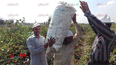 محافظ الشرقية: جني 37 ألف و 52 فدان منذ بدء موسم حصاد القطن حتى الأن​‎