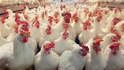 أسعار الفراخ البيضاء اليوم الأربعاء 25-9-2018 في الفترة الصباحية.. وإقبال المستهلكين على الأسواق 