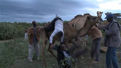 لن تصدق.. ماذا فعل جمل بصحفي ومساعده!