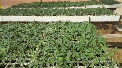 صور.. طرح شتلات الخضر بأسعار مخفضة في الوادي الجديد