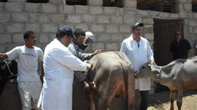 تحصين 448 بقرة ضد الجلد العقدي في حملة بالوادي الجديد 