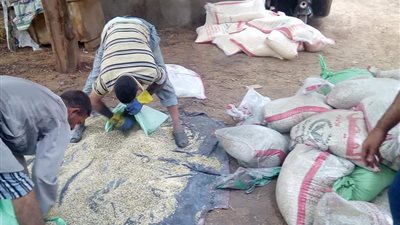 صور.. ادارة الواسطى الزراعية تشن حملات لمكافحة القوارض عقب المحاصيل الصيفية