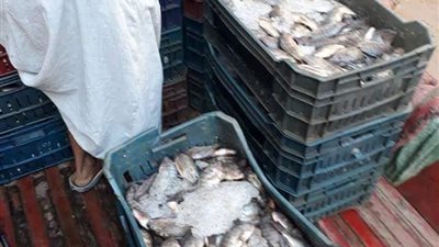 ضبط 1200 كيلو جرام اسماك ولحوم غير صالحة للاستهلاك الآدمي في سوهاج