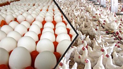 ارتفاع أسعار الدواجن واللحوم اليوم السبت 6/10/2018