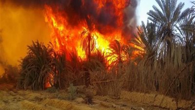 فيديو | محافظ الوادي الجديد يكشف أخر تطورات حريق الراشدة 