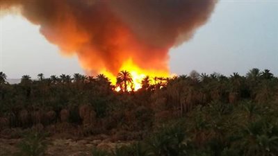 صور.. اندلاع حريق هائل بزراعات عين الرحمة بقرية الراشدة في الوادي الجديد