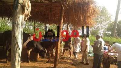 مدير بيطري ببا ببني سويف: تحصين 20 ألف رأس ماشية خلال الأسبوع الثالث