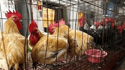 الزراعة توضح حقيقة تفعيل قانون حظر نقل الدواجن الحية بالمحافظات