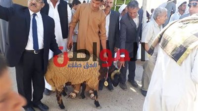 صور.. محافظة مطروح تنظم مسابقة لاختيار الكباش البرقي المتميزة 