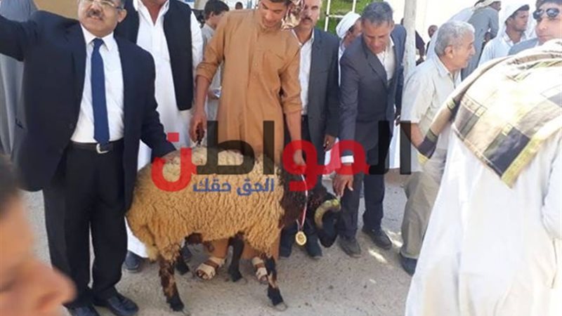 مسابقة لإختيار الكباش