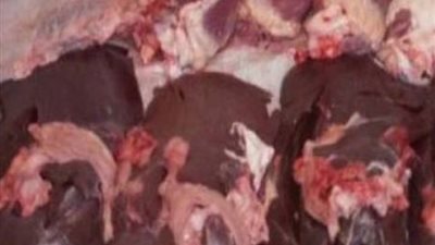 ضبط 2 طن كبدة فاسدة داخل مصنع غير مرخص ببلقس في القليوبية 