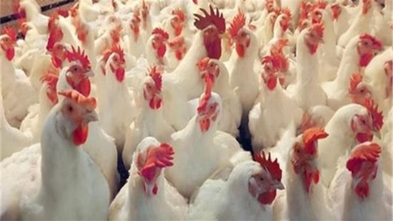 أسعار الدواجن فى