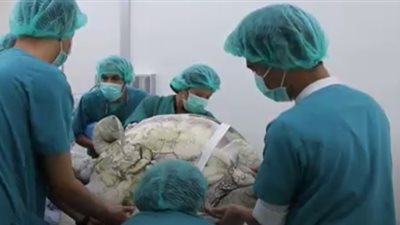 فيديو|عملات الحظ السعيد تقتل سلحفاة 