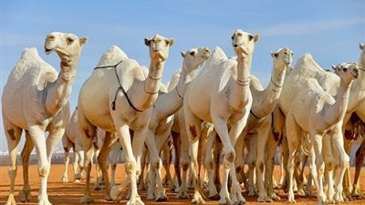 بمشاركة السعودية.. انطلاق مهرجان الهجن العربي بالوادي الجديد