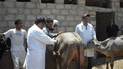 تحصين 50 ألف رأس ماشية ضد مرض الحمى القلاعية والوادي المتصدع بالوادي الجديد
